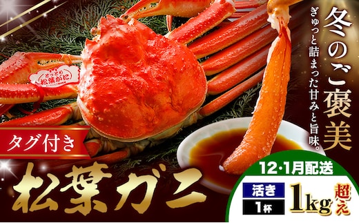 カニ 松葉ガニ 1kg超え 活き 1杯 《12月・1月発送》 SOO合同会社 鳥取県 八頭町 送料無料 蟹 かに 姿 鍋 ズワイガニ ズワイ蟹 ボイル 松葉ガニ---yazu_soo_177_1kg---