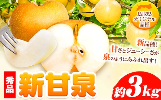 先行予約【秀品(赤秀)】新甘泉 約3kg《8月下旬-9月下旬頃出荷》鳥取県 八頭町 梨 なし 果物 フルーツ 特産品 秀品 赤秀 贈答用 先行予約 送料無料 果汁 デザート---yazu_zsy_256_3kg---