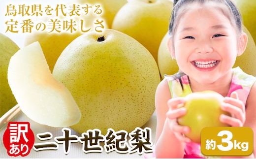 先行予約【訳あり】 二十世紀梨 約3kg《8月下旬-9月下旬頃出荷》二十世紀梨 梨 ご家庭用 旬 二十世紀 鳥取県 八頭町 なし 果物 フルーツ 特産品 送料無料 果汁デザート 八頭---yazu_zsy_247_3kg---