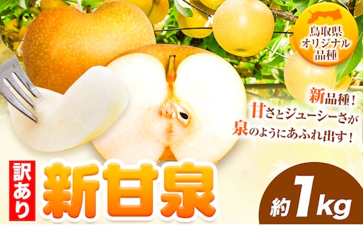 先行予約【訳あり】新甘泉 約1kg 《8月下旬-9月下旬頃出荷》新甘泉 梨 訳あり ご家庭用 鳥取県 八頭町 なし 果物 フルーツ 特産品 送料無料 果汁 デザート 八頭 梨 梨 梨 梨 梨 梨 梨 新甘梨 訳あり 新甘梨 新甘梨 新甘梨 新甘梨 新甘梨 新甘梨 新甘梨---yazu_zsy_250_1kg---