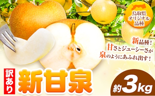 先行予約【訳あり】 新甘泉 約3kg 《8月下旬-9月下旬頃出荷》新甘泉 梨 訳あり ご家庭用 鳥取県 八頭町 なし 果物 フルーツ 特産品 送料無料 果汁 デザート 八頭 梨 訳あり 新甘泉---yazu_zsy_77_3kg---