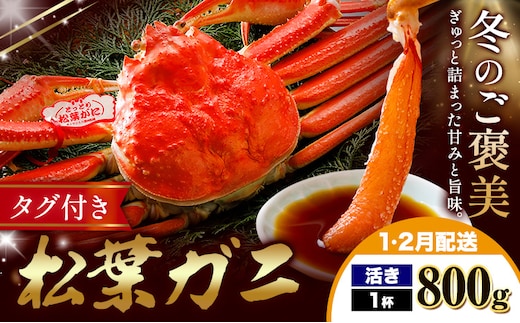 カニ 松葉ガニ 800g 活き 1杯 《1月・2月発送》 SOO合同会社 鳥取県 八頭町 送料無料 蟹 かに 姿 鍋 ズワイガニ ズワイ蟹 ボイル 松葉ガニ---yazu_soo_183_400g---