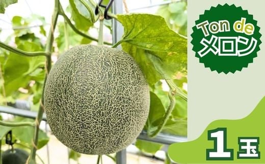 Ton de メロン 1玉【ペルルグリーンメロン アールスヴェルダメロン フルーツ 果物 美味しい 甘い 芳醇 しっとり 上品 旬 ご褒美 ギフト 贈り物 ご自宅用 安来 島根県 安来市】【10-FA-04】