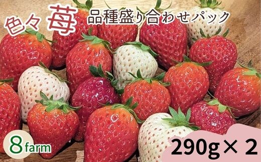 【先行予約】「色々苺」品種盛り合わせパック 品種かわかるメモ付【食べ比べ いちご 約290g×2パック 苺 冷蔵 安来】【13-FA-01】