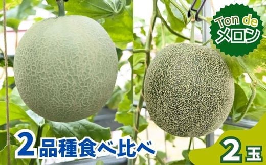 Ton de メロン 2品種食べ比べ♪【ペルルグリーンメロン アールスヴェルダメロン フルーツ 果物 食べ比べ 美味しい 甘い 芳醇 しっとり 上品 旬 ご褒美 ギフト 贈り物 ご自宅用 安来 島根県 安来市】【16-FA-03】