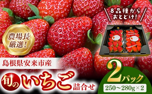 【先行予約】農場長厳選の美味しいいちご 約500g【 2パック 苺 詰め合わせ いちご イチゴ 果物 フルーツ 甘味 甘酸っぱい かおり野 紅ほっぺ よつぼし スターナイト すず あまえくぼ マロンベリー はるひ デザート 島根県 安来市産 安来市】【11-MS-16】