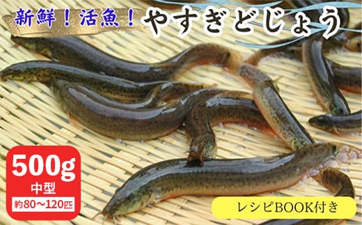 やすぎどじょう500g（女子高生制作どじょう料理レシピBOOK付き）【どじょう 活魚 生きたまま 食用 養殖 やわらかい 弾力 クセがない レシピ付き 魚 美味しい 栄養 食べやすい 新鮮 島根県 安来市】【価格変更】【13-DS-02】