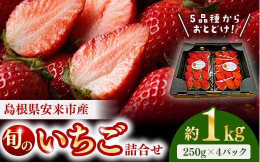 【先行予約】農場長厳選の美味しいいちご 1000g【250g×4パック 苺 詰め合わせ 厳選 フルーツ 果物 かおり野 紅ほっぺ よつぼし スターナイト すず 甘味 セット 化粧箱 島根県 安来市 安来市産】