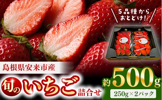 【先行予約】 農場長厳選の美味しいいちご 500g【250g×2パック 苺 詰め合わせ いちご イチゴ 果物 フルーツ 甘味 甘酸っぱい かおり野 紅ほっぺ よつぼし スターナイト やよいひめ おやつ 島根県 安来市産 安来市】