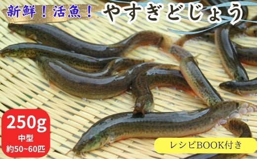 やすぎどじょう250g（女子高生制作どじょう料理レシピBOOK付き）【どじょう 活魚 生きたまま 食用 養殖 やわらかい 弾力 クセがない レシピ付き 魚 美味しい 栄養 食べやすい 新鮮 島根県 安来市】【価格変更】