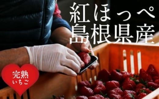 いちご 紅ほっぺ 2パックセット［島根県安来産 完熟いちご］【 先行予約 受付 完熟 苺 イチゴ 島根県産 甘い 人気 特産品 高級 フルーツ デザート 】
