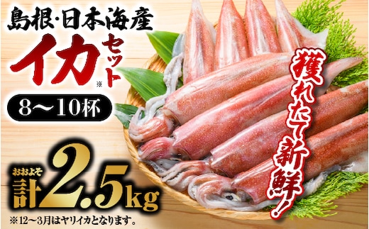 鮮魚セットC 【 イカ (8～10杯) 約2.5kg 】 YM-3 イカ 島根 山陰 日本海産 魚介類 魚貝類 海産 海産物 鮮魚 剣先イカ ヤリイカ 下処理済 煮付け 刺身 さしみ 厳選