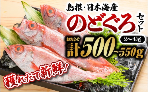 鮮魚 セット D 【 のどぐろ 2～4尾 計約500g～550g 】 YM-4 漁解禁 受付再開 ノドグロ 島根 山陰 日本海産 魚介類 魚貝類 海産物 下処理済 煮付け 焼き魚 焼魚 魚 鮮魚 新鮮 厳選