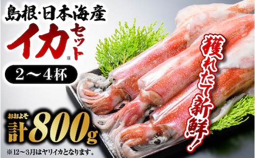 鮮魚 セット E イカ 2～4杯 約800g YM-5 イカ いか 剣先イカ 白イカ 真イカ 島根 山陰 日本海産 魚介類 魚貝類 海産物 下処理済 煮付け 刺身 さしみ 鮮魚 新鮮 厳選