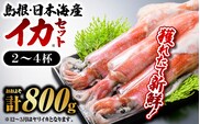 鮮魚 セット E イカ 2～4杯 約800g YM-5 イカ いか 剣先イカ 白イカ 真イカ 島根 山陰 日本海産 魚介類 魚貝類 海産物 下処理済 煮付け 刺身 さしみ 鮮魚 新鮮 厳選