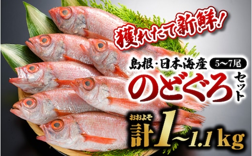 鮮魚 セット F 【 のどぐろ 5～7尾 計約1kg～1.1kg 】 YM-6 漁解禁 受付再開 ノドグロ 島根 日本海産 魚介類 魚貝類 海産物 下処理済 煮付け 鮮魚 新鮮 ８月下旬～翌年5月末お届け