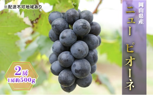 ぶどう 2026年 先行予約 ニュー ピオーネ 2房（1房約500g） ブドウ 葡萄 岡山県産 国産 フルーツ 果物 ギフト