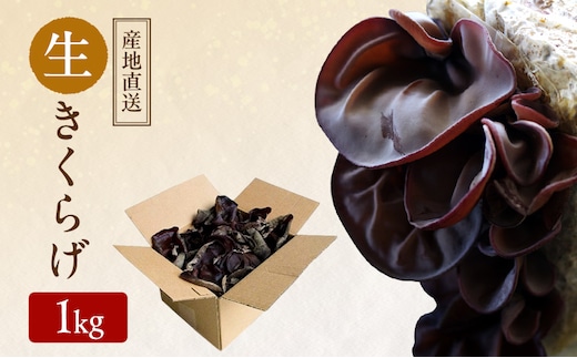 【 産地直送 】 有機JAS 生きくらげ 1kg オーガニック きくらげ 野菜 きのこ 岡山県 玉野市 栽培期間中化学肥料不使用 栽培期間中農薬不使用 野菜セット 