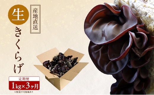 【 産地直送 】 有機JAS 生きくらげ 定期便 1kg×3ヶ月 オーガニック きくらげ きのこ 野菜 岡山県 玉野市 栽培期間中化学肥料不使用 栽培期間中農薬不使用 野菜セット 
