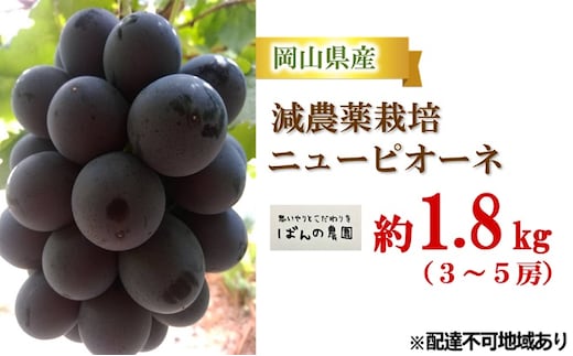 ぶどう 2026年 先行予約 ニューピオーネ 約1.8kg 3～5房 減農薬栽培 ブドウ 葡萄 岡山県産 国産 フルーツ 果物 ギフト ばんの農園 種なし 種無しぶどう 果物類 爽やか 酸味 コク 
