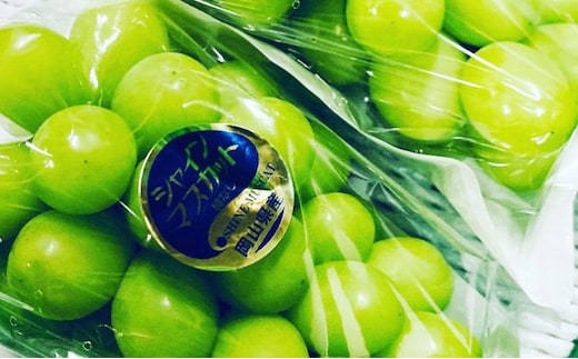 ぶどう 2026年 先行予約 シャイン マスカット 3房 合計2kg以上 ブドウ 葡萄 岡山県産 国産 フルーツ 果物 ギフト 河本農園 果物類 