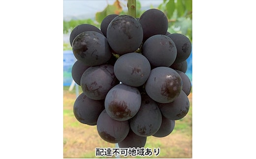 ぶどう 2026年 先行予約 ニュー ピオーネ 2房 合計1.2kg以上 ブドウ 葡萄 岡山県産 国産 フルーツ 果物 ギフト 河本農園 