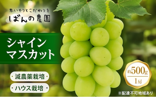 ぶどう 2026年 先行予約 シャインマスカット 1房 約500g 減農薬／ハウス栽培 ブドウ 葡萄 岡山県産 国産 フルーツ 果物 ギフト ばんの農園 果物類 