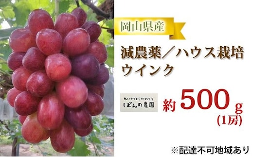 ぶどう 2026年 先行予約 ぶどう ウインク 1房 約500g 減農薬／ハウス栽培 ブドウ 葡萄 岡山県産 国産 フルーツ 果物 ギフト ばんの農園 種なし 
