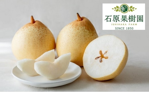 梨 2025年 先行予約 備前乙女梨（鴨梨） 3～4玉 合計約2kg【11月下旬～12月中旬頃発送】ナシ なし 岡山県産 国産 フルーツ 果物 ギフト 石原果樹園 