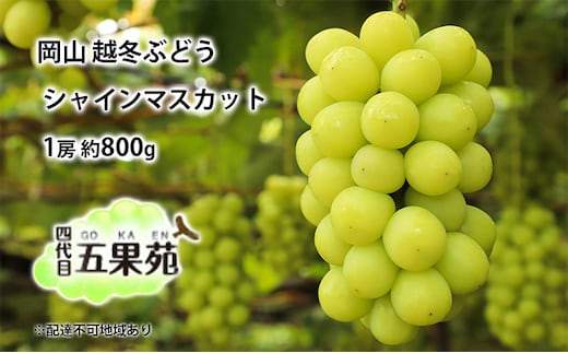 越冬 ぶどうシャイン マスカット 1房 約800g 岡山県産 四代目 五果苑 果物類 フルーツ 糖度20度 低温貯蔵 甘い 種なし 皮ごと ご進物 