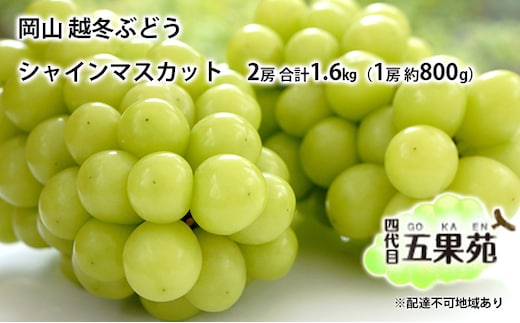 越冬 ぶどうシャイン マスカット 2房 合計1.6kg（1房 約800g）岡山県産 四代目 五果苑 果物類 フルーツ 糖度20度 低温貯蔵 甘い 種なし 皮ごと ご進物 詰め合わせセット 