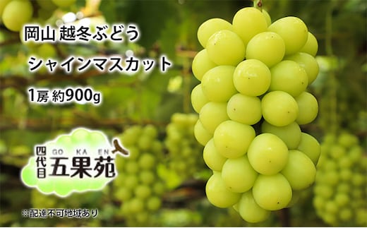 越冬 ぶどうシャイン マスカット 1房 約900g 岡山県産 四代目 五果苑 果物類 フルーツ 糖度20度 甘い 種なし 皮ごと 低温貯蔵 