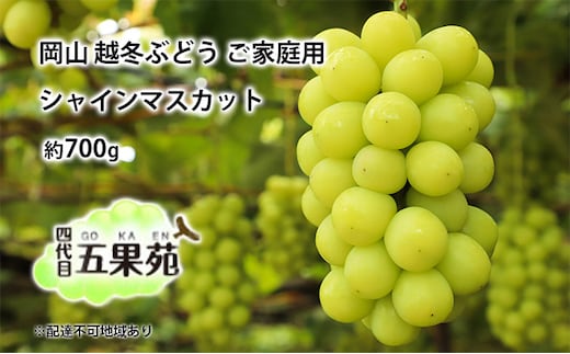 越冬 ぶどう ご家庭用 シャイン マスカット 約700g 岡山県産 四代目 五果苑 果物類 フルーツ 糖度20度 低温貯蔵 甘い 