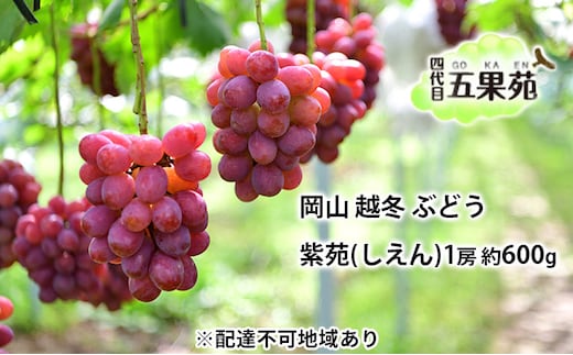 越冬 ぶどう 紫苑 （しえん）1房 約600g 岡山県産 四代目 五果苑 果物 フルーツ 樹上完熟 平均糖度20度 風味豊か 減農薬 果汁たっぷり 
