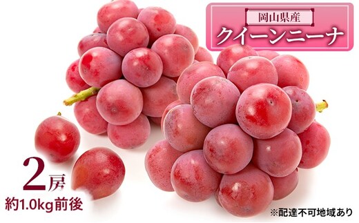 ぶどう 2026年 先行予約 クイーンニーナ 2房 約1.0kg前後 ブドウ 葡萄 岡山県産 国産 フルーツ 果物 ギフト 濃厚 甘み 後味が良い 大粒 糖度20度 デザート 