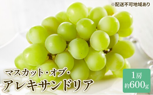 ぶどう 2026年 先行予約 マスカット ・オブ・アレキサンドリア 約600g×1房 ブドウ 葡萄 岡山県産 国産 フルーツ 果物 ギフト 岡山のブドウ デザート 食べ物 日本産 
