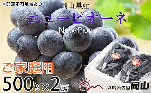 ぶどう 2026年 先行予約 ご家庭用 ニュー ピオーネ 約500g×2房 ブドウ 葡萄 岡山県産 国産 フルーツ 果物 巨峰 美しい 外観 大粒 高糖度 種なし 皮ごと 芳醇 酸味 美味しい 絶妙 バランス 大人気 