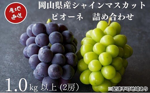 厳選 シャインマスカット・ニューピオーネ 2房 合計1.0kg以上 詰合せ 産地直送 朝採れ ぶどう 葡萄 Kawahara Green Farm 岡山県産 2026年 果物 フルーツ 人気 甘い セット 