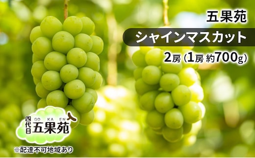 ぶどう 2026年 先行予約 シャイン マスカット 2房（1房 約700g） ぶどう フルーツ 果物 贈り物 ギフト 岡山 五果苑 減農薬 甘い 美味しい 人気 種なし 皮ごと ご進物 最適 