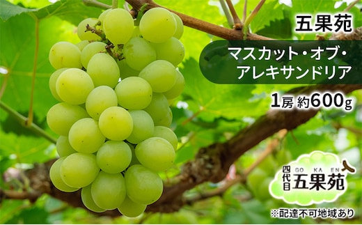 ぶどう 2026年 先行予約 マスカット・オブ・アレキサンドリア 1房 約600g ぶどう フルーツ 果物 贈り物 ギフト 岡山 五果苑 減農薬 甘い 美味しい ご進物 最適 果物の女王 上品 珍しい 酸味 