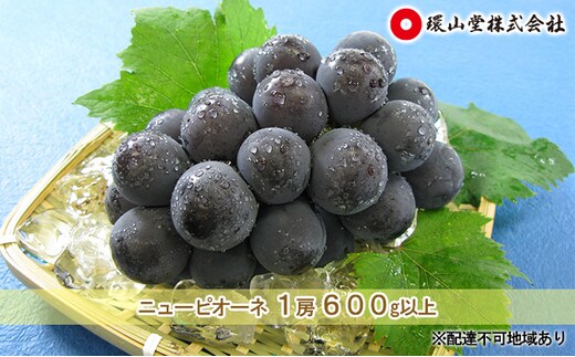 ぶどう 2026年 先行予約 ニュー ピオーネ 1房 600g以上 ブドウ 葡萄 岡山県産 国産 フルーツ 果物 ギフト 環山堂 