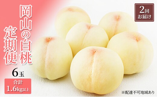 桃 定期便 2026年 先行予約 岡山 の 白桃 6玉 合計1.6kg以上×2回 お届け 化粧箱入り もも モモ 岡山産 国産 フルーツ 果物 ギフト 