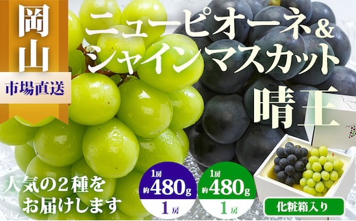 ぶどう 2026年 先行予約 果物 詰合せ ニュー ピオーネ 1房480g以上 シャイン マスカット 晴王 1房 480g以上 化粧箱入り ブドウ 葡萄 岡山県産 国産 フルーツ 果物 ギフト 