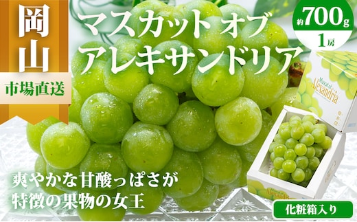 ぶどう 2026年 先行予約 マスカット・オブ・アレキサンドリア 1房 700g以上 化粧箱入り マスカット ブドウ 葡萄 岡山県産 国産 フルーツ 果物 ギフト 