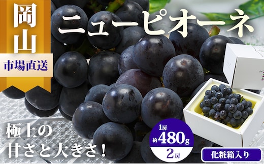 ぶどう 2026年 先行予約 ニュー ピオーネ 2房（1房480g以上）約1kg 化粧箱入り ブドウ 葡萄 岡山県産 国産 フルーツ 果物 ギフト 