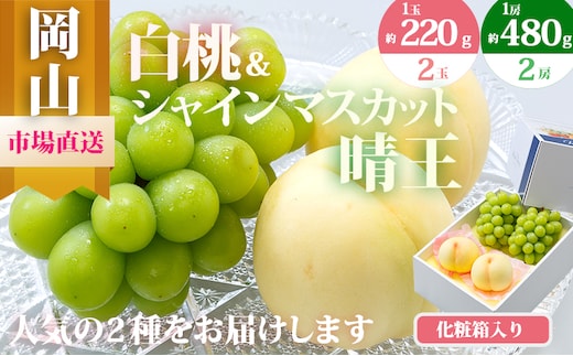 桃 ぶどう 2026年 先行予約 果物 詰合せ 白桃 2玉（1玉220g以上）シャインマスカット 晴王 2房（1房480g以上）化粧箱入り もも 葡萄 岡山県産 国産 フルーツ 果物 ギフト 