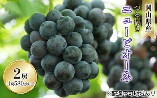 ぶどう 2026年 先行予約 つる付き ニュー ピオーネ 2房入り（1房 580g以上 露地栽培） ブドウ 葡萄 岡山県産 国産 フルーツ 果物 ギフト 