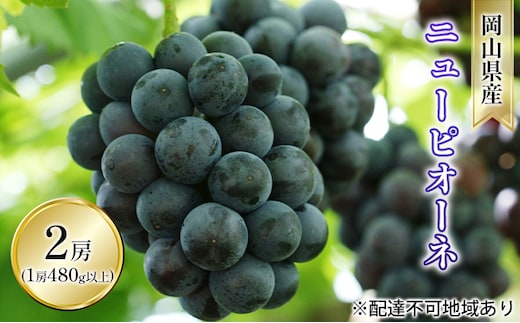 ぶどう 2026年 先行予約 ニュー ピオーネ 2房（1房 480g以上 露地栽培） ブドウ 葡萄 岡山県産 国産 フルーツ 果物 ギフト 
