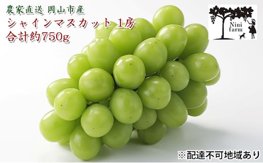 ぶどう 2026年 先行予約 【平均糖度20度】農家こだわりの シャイン マスカット 1房 約750g 贈答クラス ブドウ 葡萄 岡山県産 国産 フルーツ 果物 ギフト 【 Nini farm 農家 直送 】 岡山のぶどう デザート