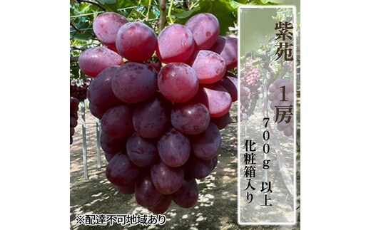 ぶどう 2026年 先行予約 紫苑1房（700g以上）化粧箱入り ブドウ 葡萄 岡山県産 国産 フルーツ 果物 ギフト 